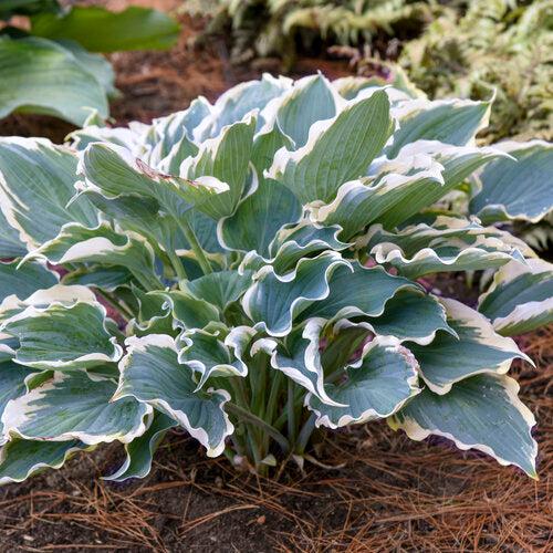 Hosta - PW® Shadowland® Hope Springs Eternal Hosta