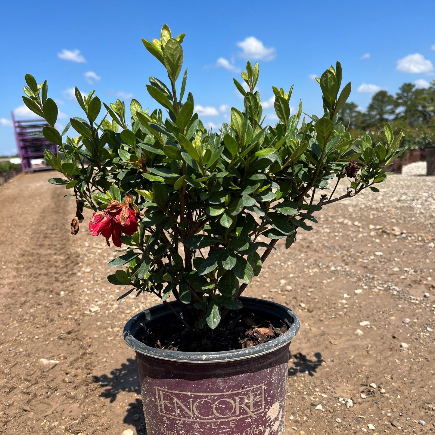 Encore® Autumn Bonfire™ Azalea