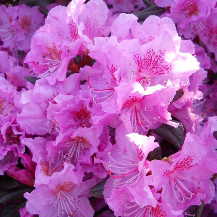 Rhododendron x - Midnight Ruby Rhododendron