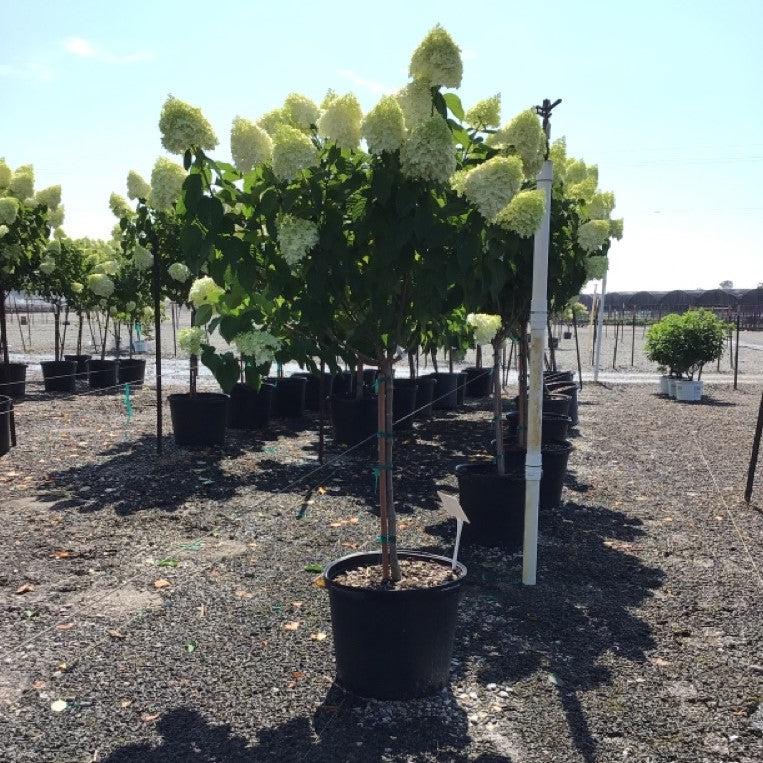 Hydrangea paniculata - Proven Winners® Limelight® Hydrangea