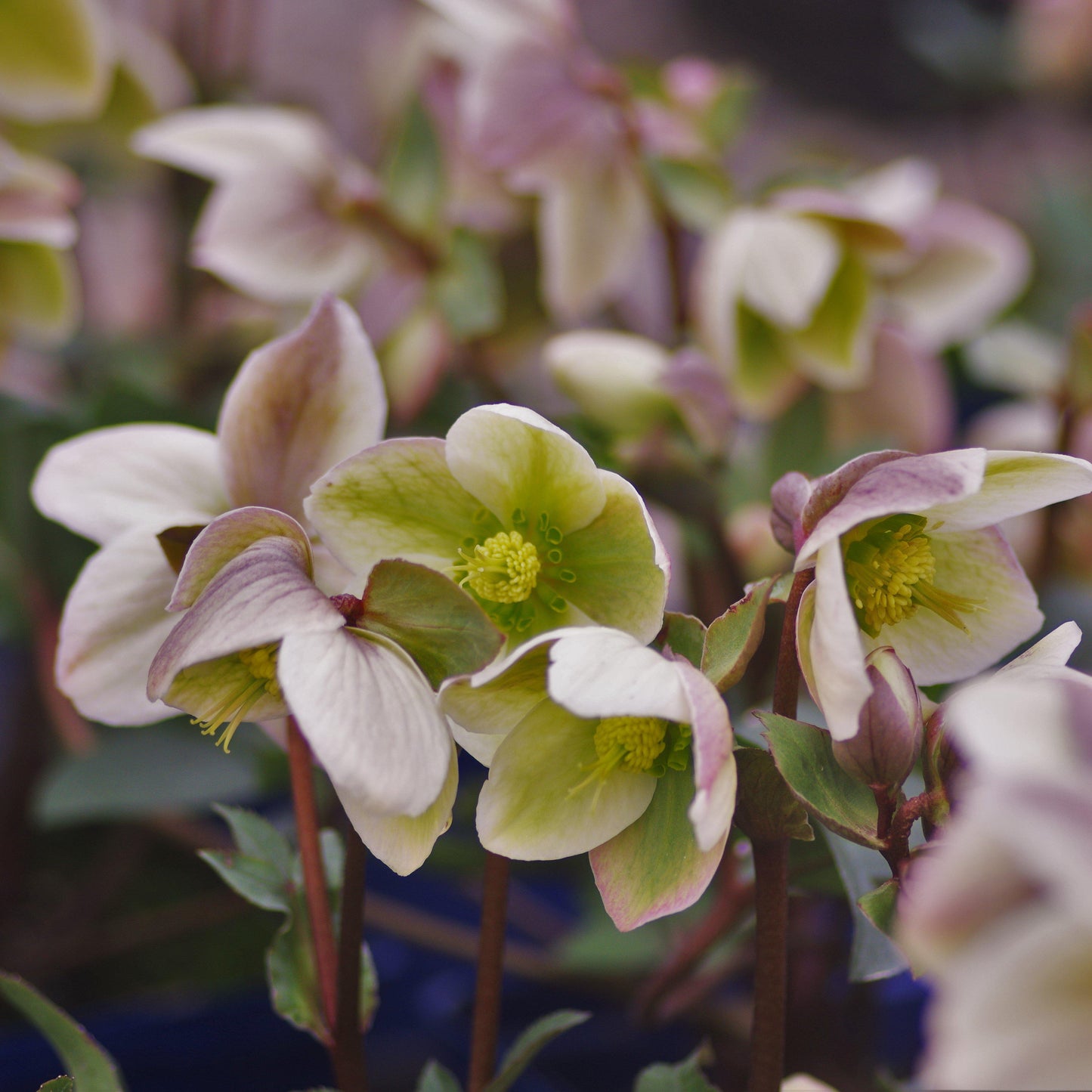 Helleborus - Ivory Prince Lenten Rose
