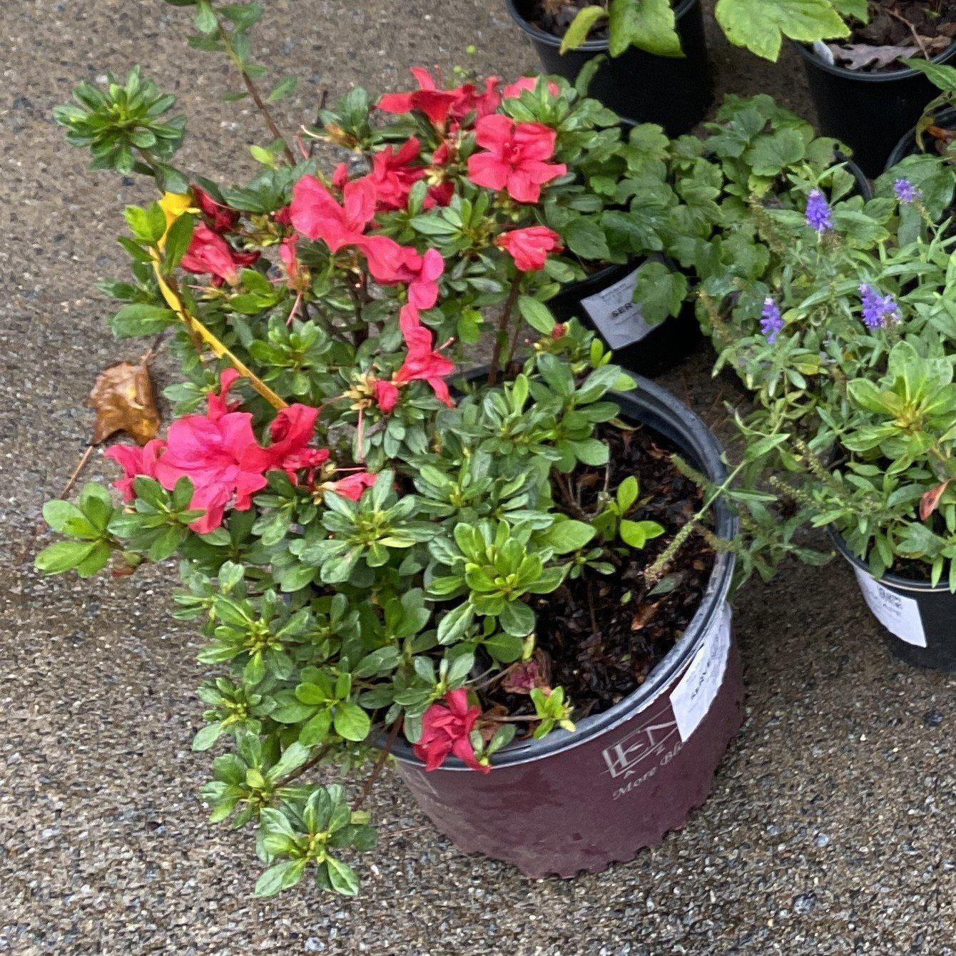 Encore® Autumn Bonfire™ Azalea