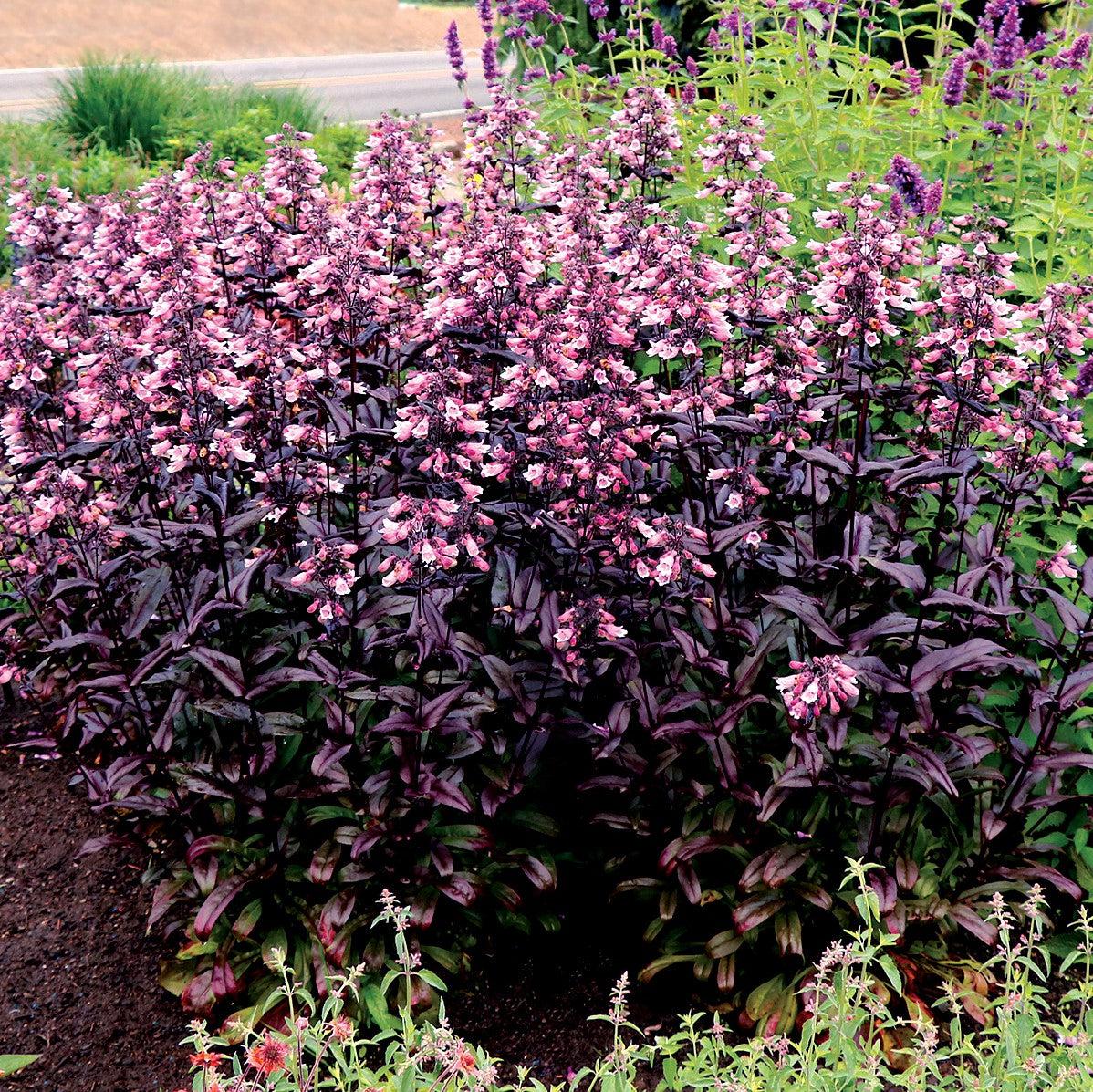Penstemon digitalis - DAKOTA™ Burgundy Beardtongue
