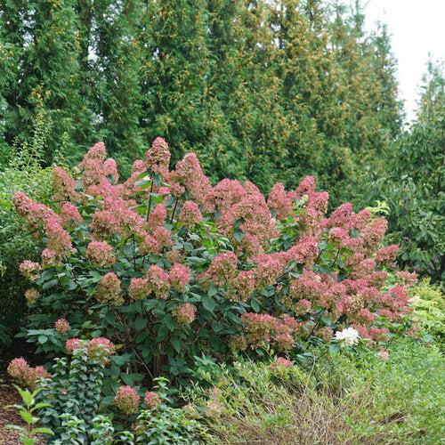 Hydrangea paniculata - Fire Light® Hardy Hydrangea