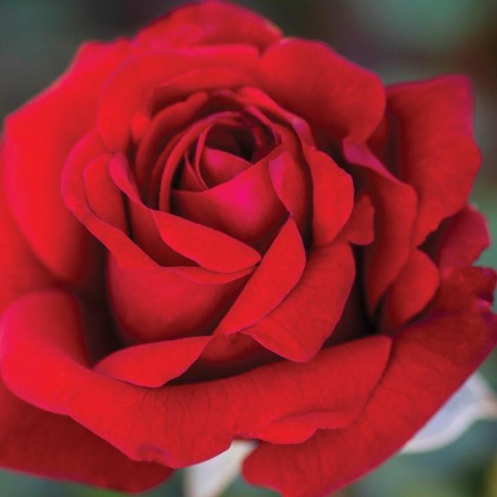 Rosa - Crimson Bouquet™ Rose