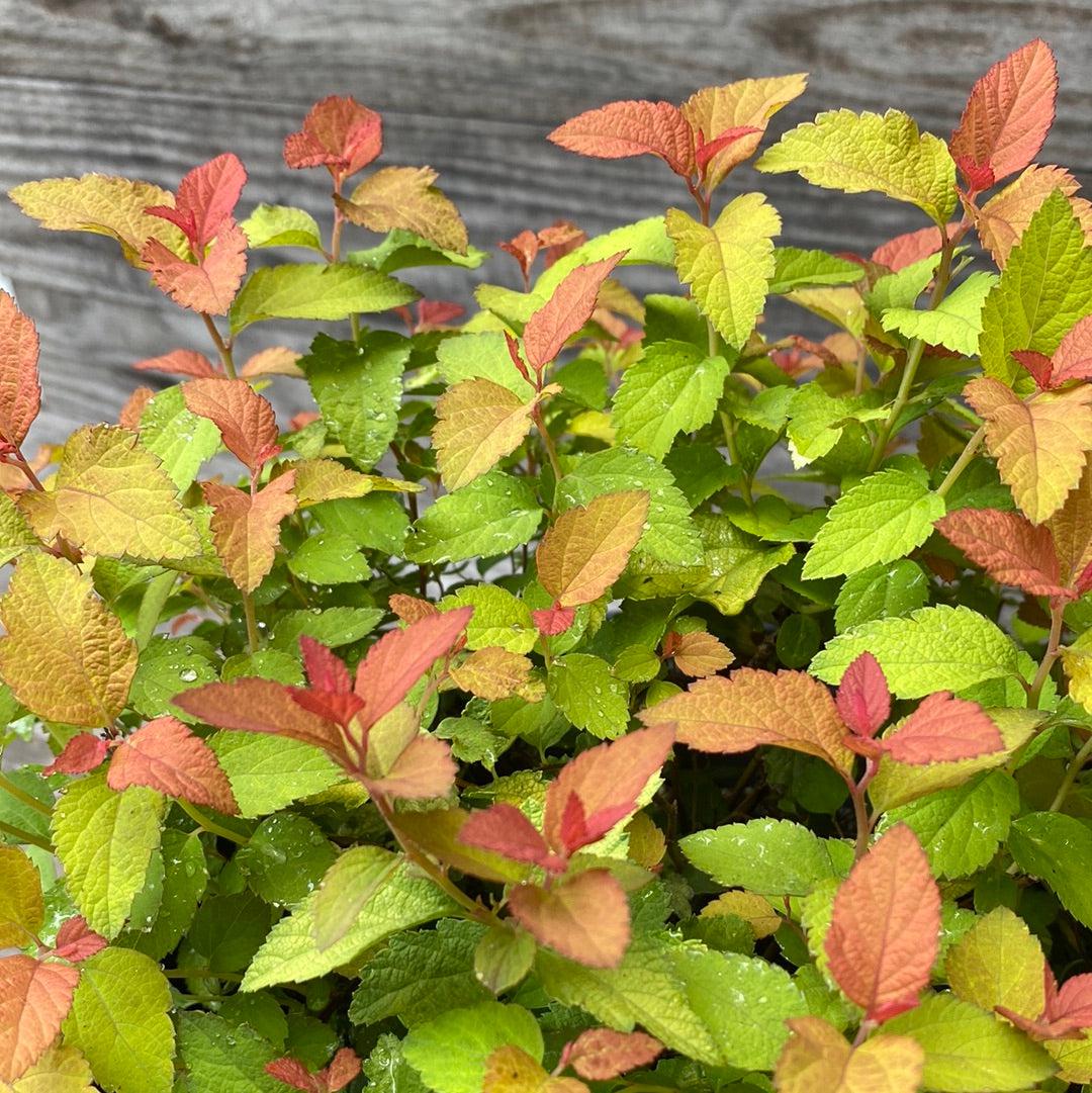 Spiraea japonica - Double Play® Candy Corn® Spirea