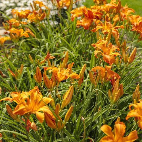 Hemerocallis - Rainbow Rhythm® 'Primal Scream' Daylily