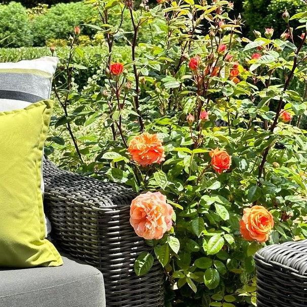 Rosa x - Showpiece™ Orange Rose