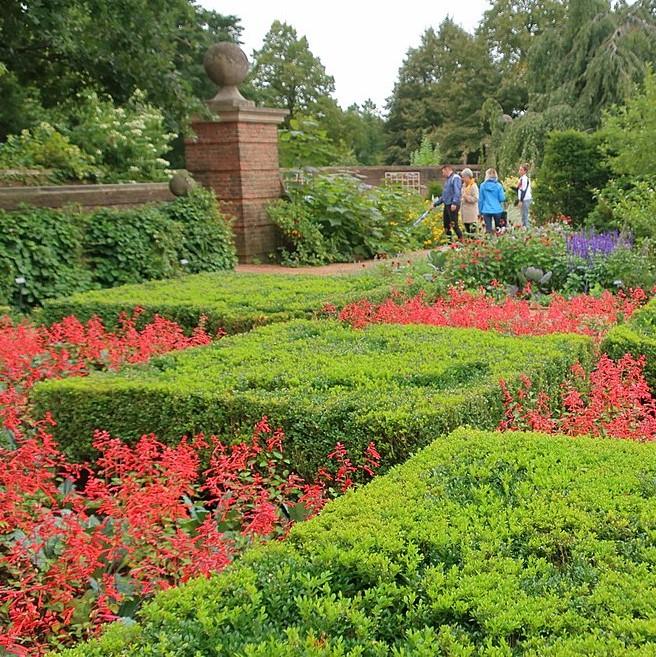 Buxus - Green Velvet Boxwood