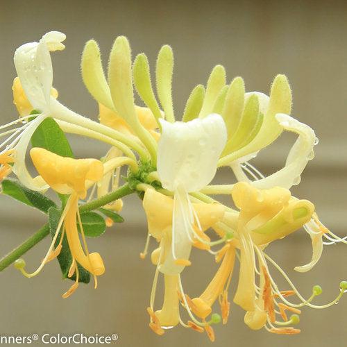 Lonicera periclymenum - Scentsation Honeysuckle