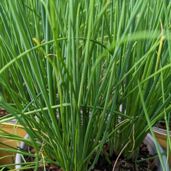 Allium schoenoprasum - Staro Chives