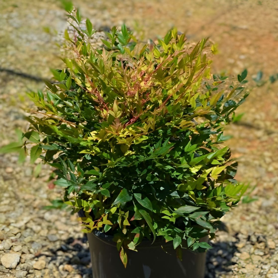 Nandina domestica - Gulf Stream Heavenly Bamboo