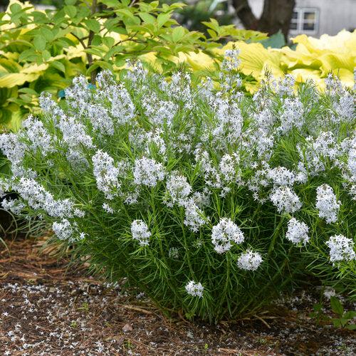Amsonia  - String Theory Blue Star