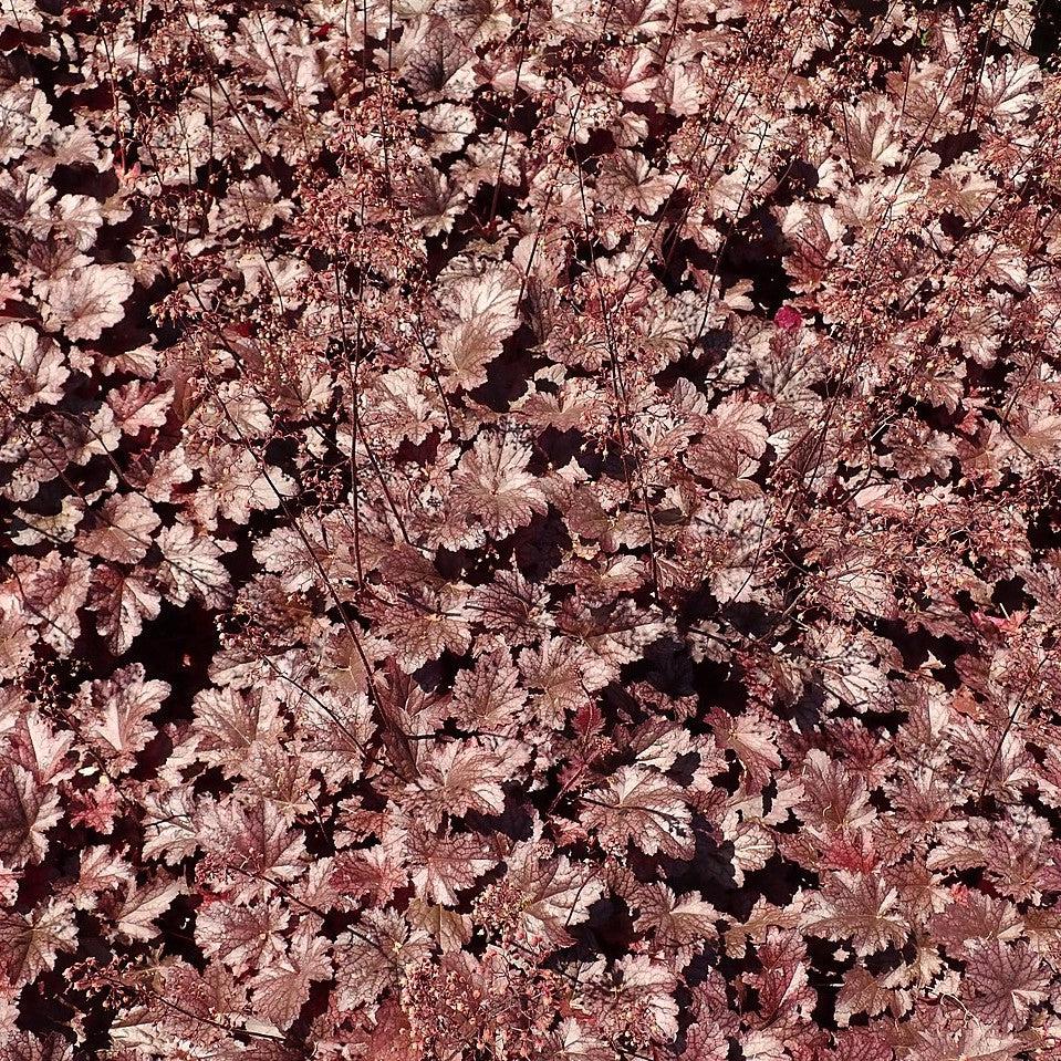 Heuchera - Plum Pudding Coral Bells, Heuchera