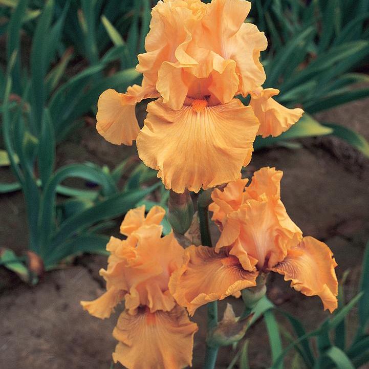 Iris germanica - Mango Entree Bearded Iris