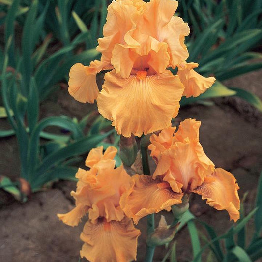 Iris germanica - Mango Entree Bearded Iris