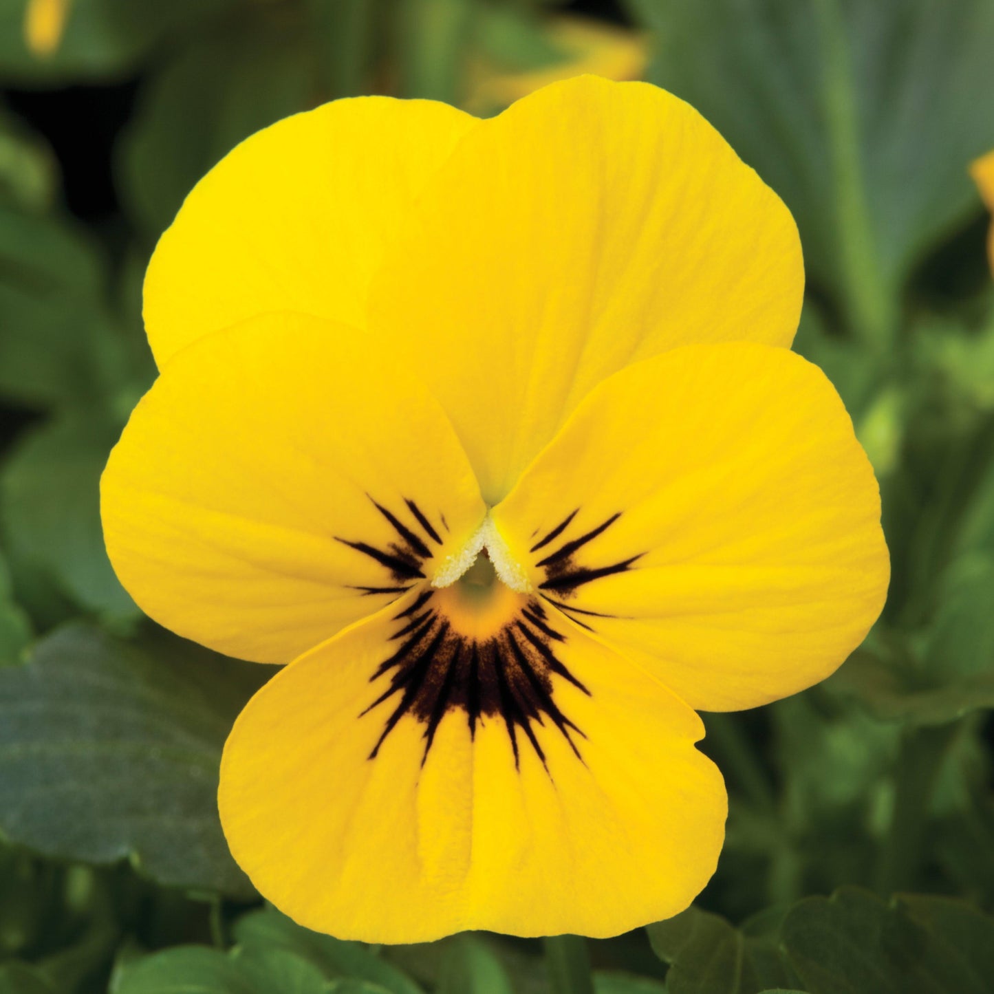 Viola cornuta - Penny™ Yellow Blotch Viola
