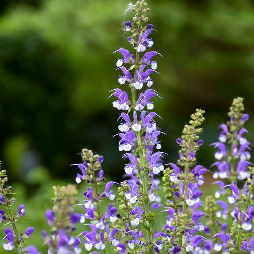 Salvia  - Color Spires® Azure Snow Salvia