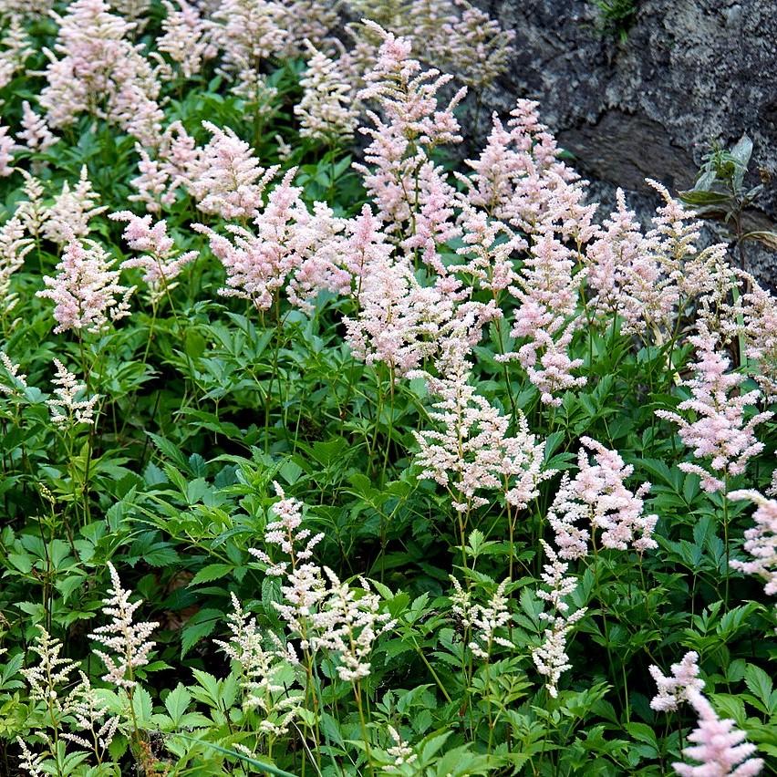 Astilbe japonica - Peach Blossom Japanese Astilbe