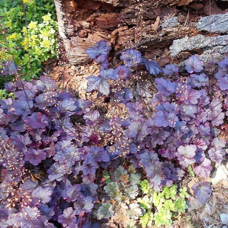 Heuchera x - Midnight Rose Coral Bells