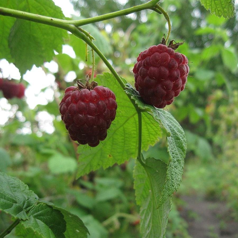 Rubus idaeus - Meeker Raspberry