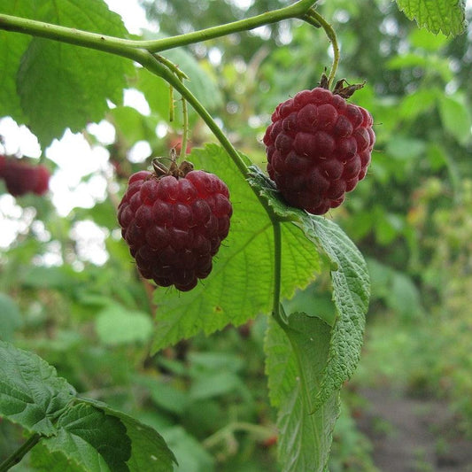 Rubus idaeus - Meeker Raspberry
