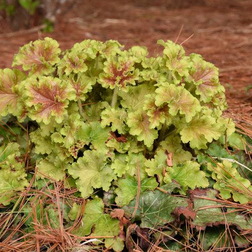 Heuchera - PW® Dolce® Apple Twist Heuchera