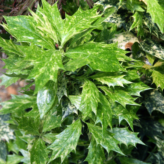 Osmanthus heterophyllus  - Goshiki False Holly