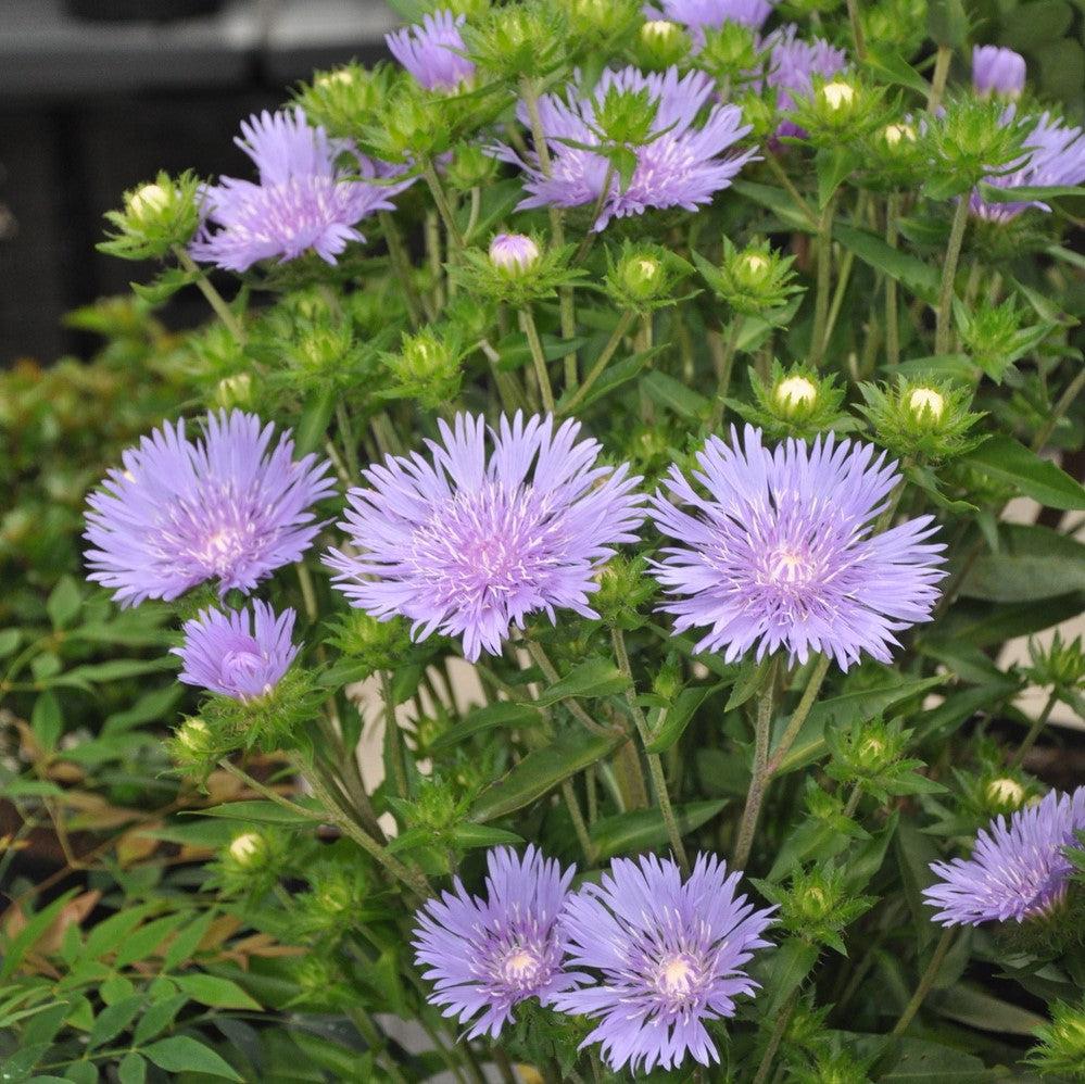 Stokesia laevis - Mel's Blue Stokes' Aster