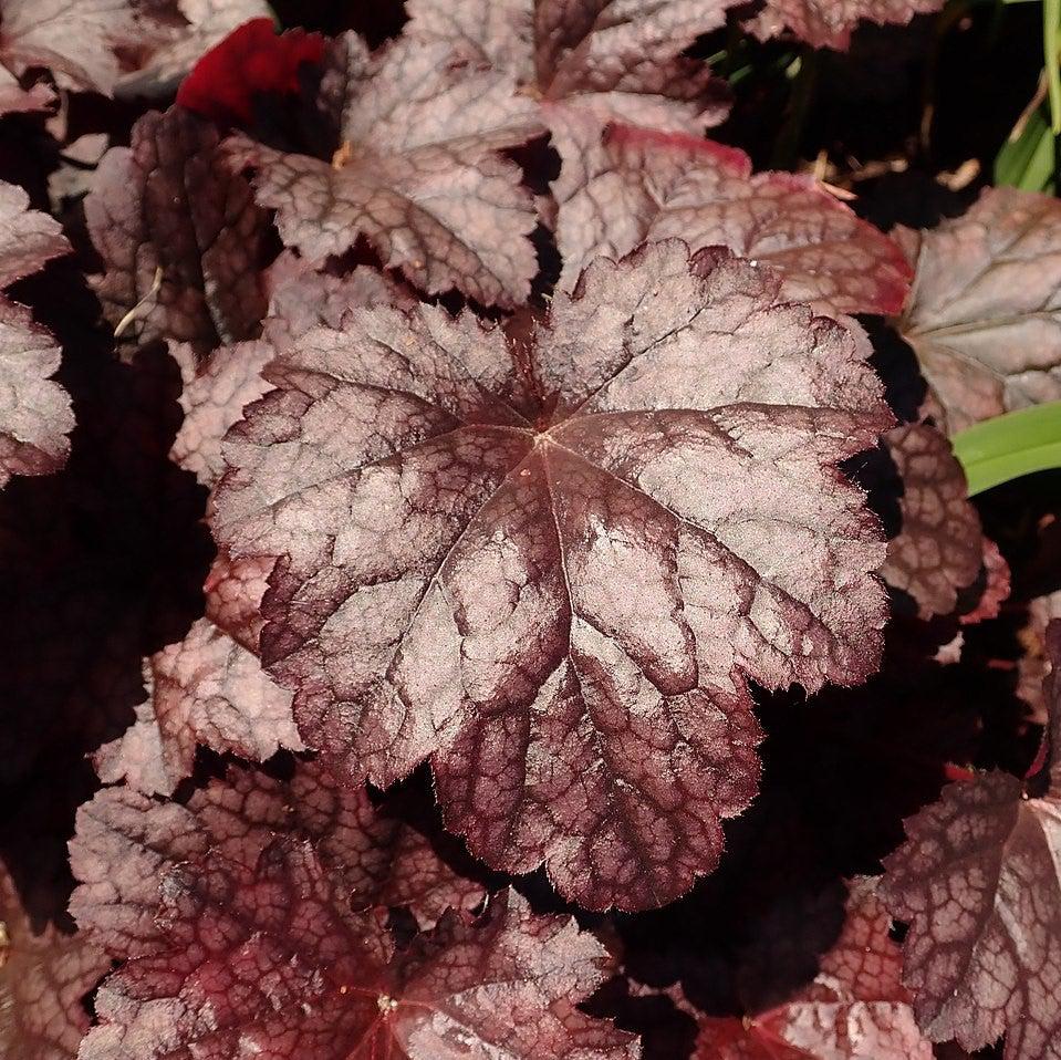Heuchera - Plum Pudding Coral Bells, Heuchera