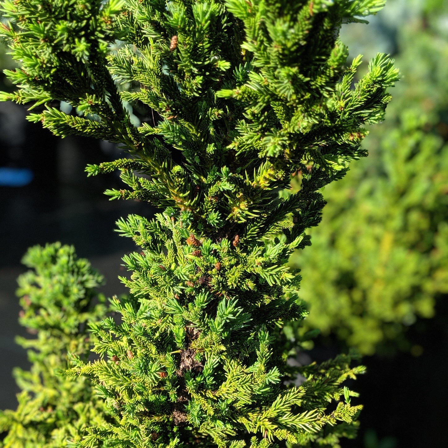 Cryptomeria japonica - Black Dragon Japanese Cedar