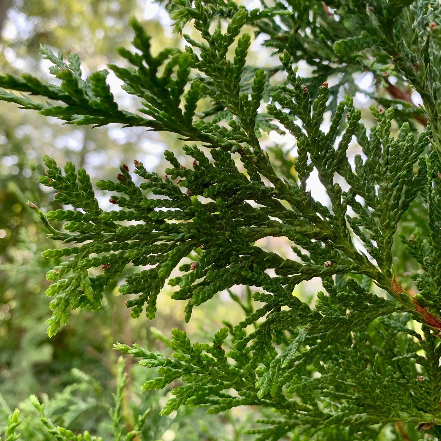Thuja standishii x plicata - Green Giant Arborvitae