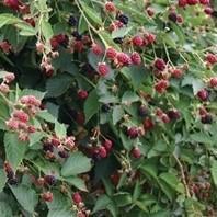 Rubus fruticosus - Navaho Thornless Blackberry
