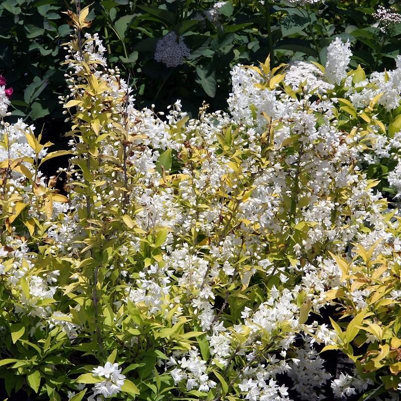 Deutzia gracilis - Chardonnay Pearls® Deutzia