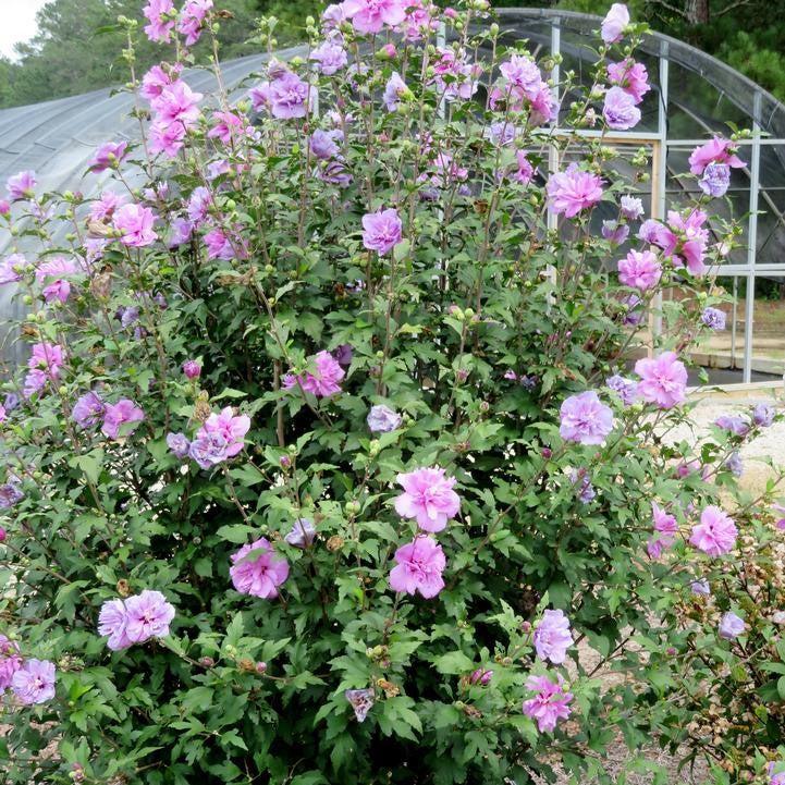 Hibiscus syriacus - First Editions® French Cabaret™ Purple Hibiscus