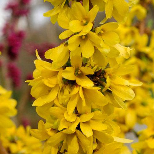 Forsythia - Show Off Starlet® Forsythia
