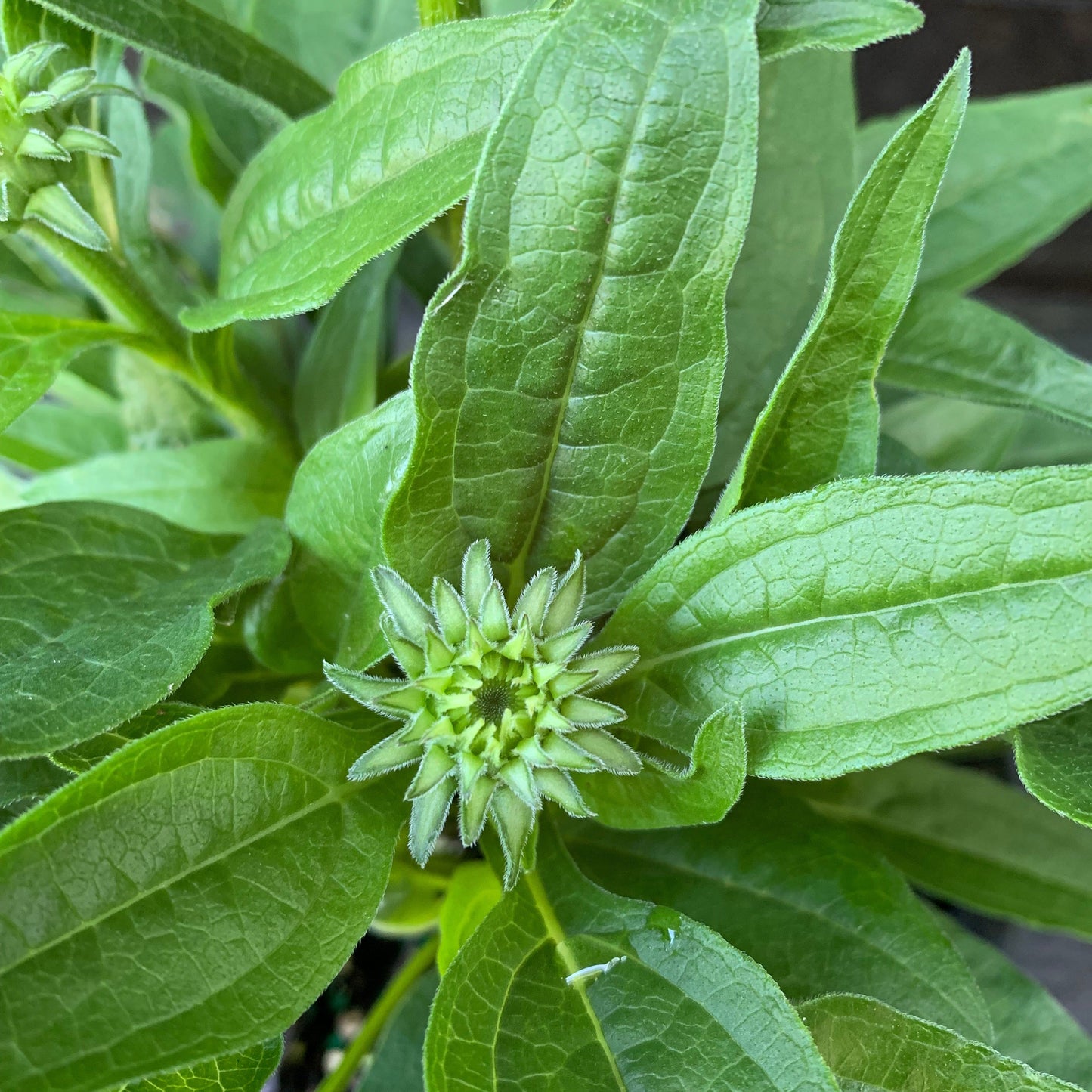 Echinacea - Artisan™ Soft Orange Coneflower