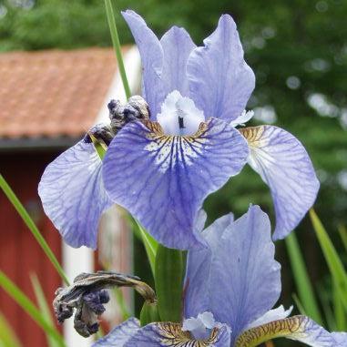 Iris sibirica - Cape Cod Boys Siberian Iris