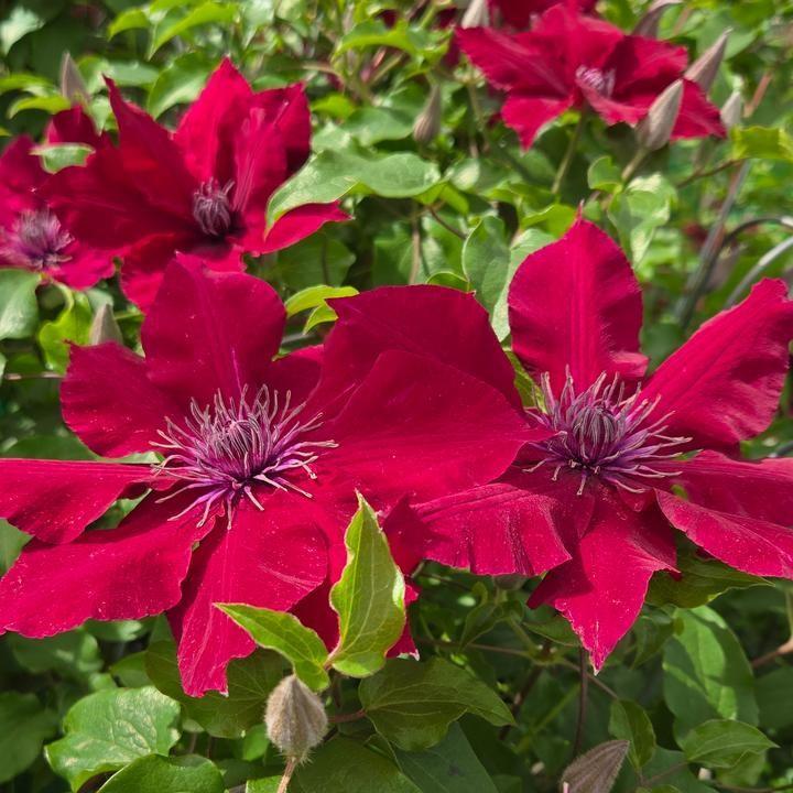 Clematis - Nubia™ Clematis