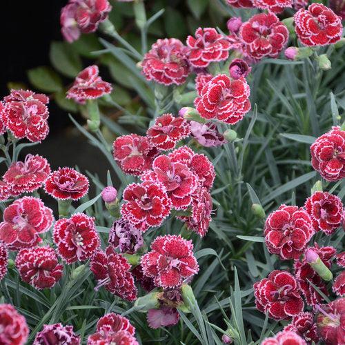 Dianthus - Fruit Punch® Black Cherry Frost Dianthus