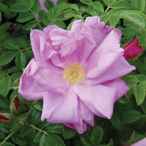 Rosa rugosa - Pink Pavement Rugosa Rose