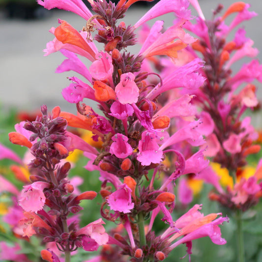 Agastache -  Kudos™ Ambrosia Hummingbird Mint, Hyssop