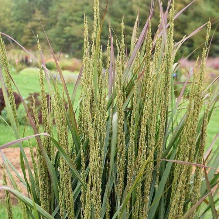 Panicum virgatum - Prairie Winds® Blue Spear Switch Grass
