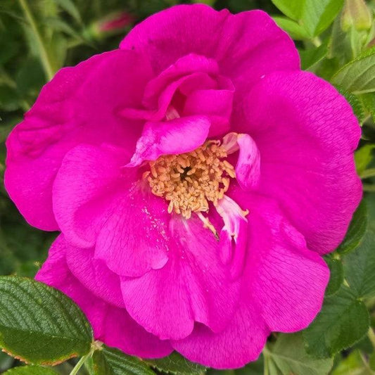Rosa rugosa - Lotty's Love™ Rose