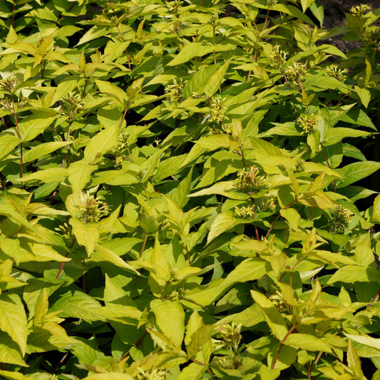 Diervilla rivularis - Honeybee Bush Honeysuckle