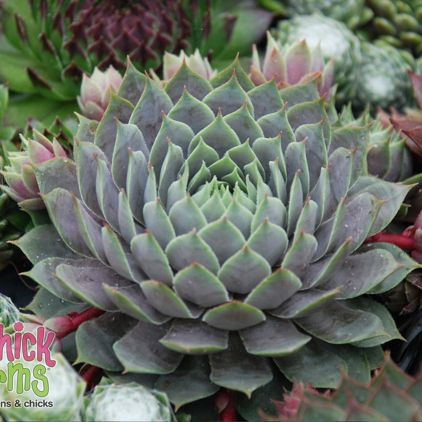 Sempervivum - Chick Charms® Berry Blues Hens and Chicks