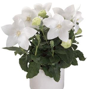 Platycodon grandiflorus - Astra White Balloon Flower