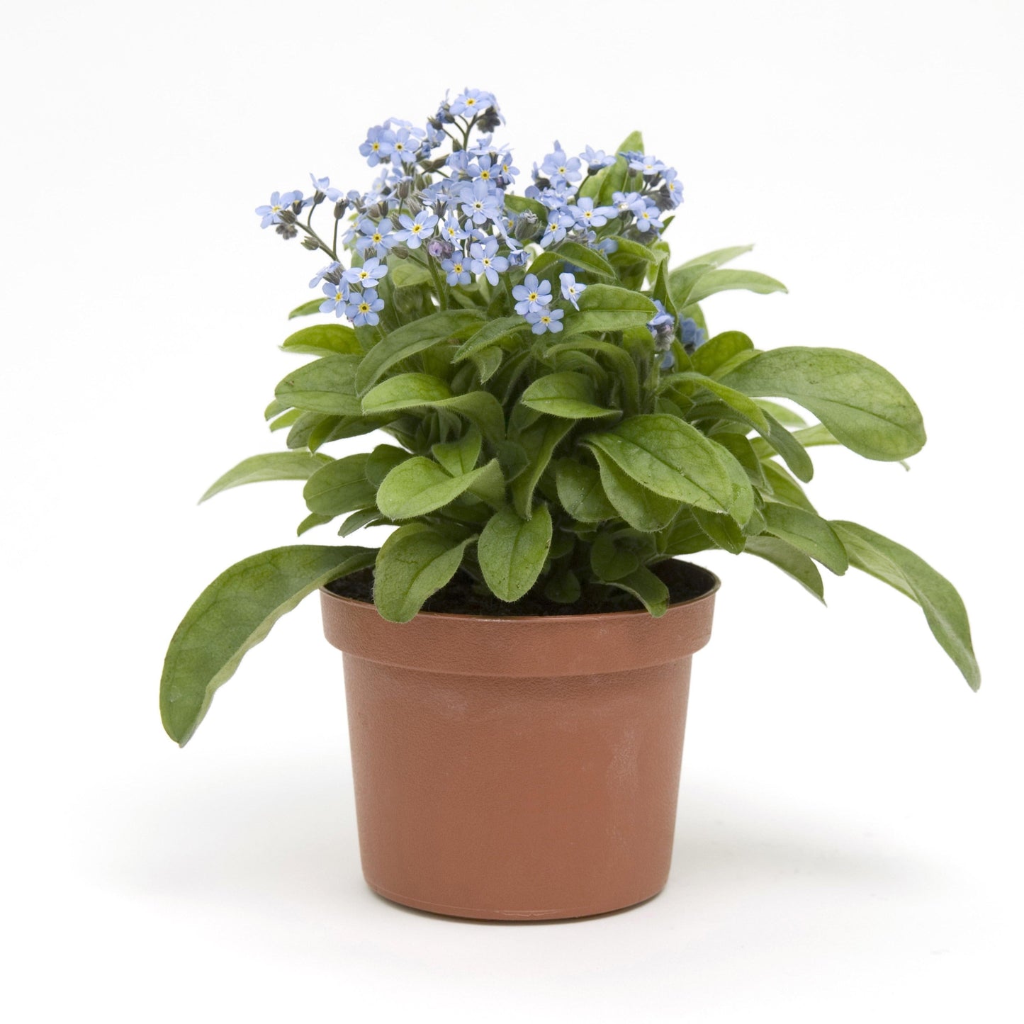 Myosotis sylvatica - Mon Amie Blue Forget-Me-Not