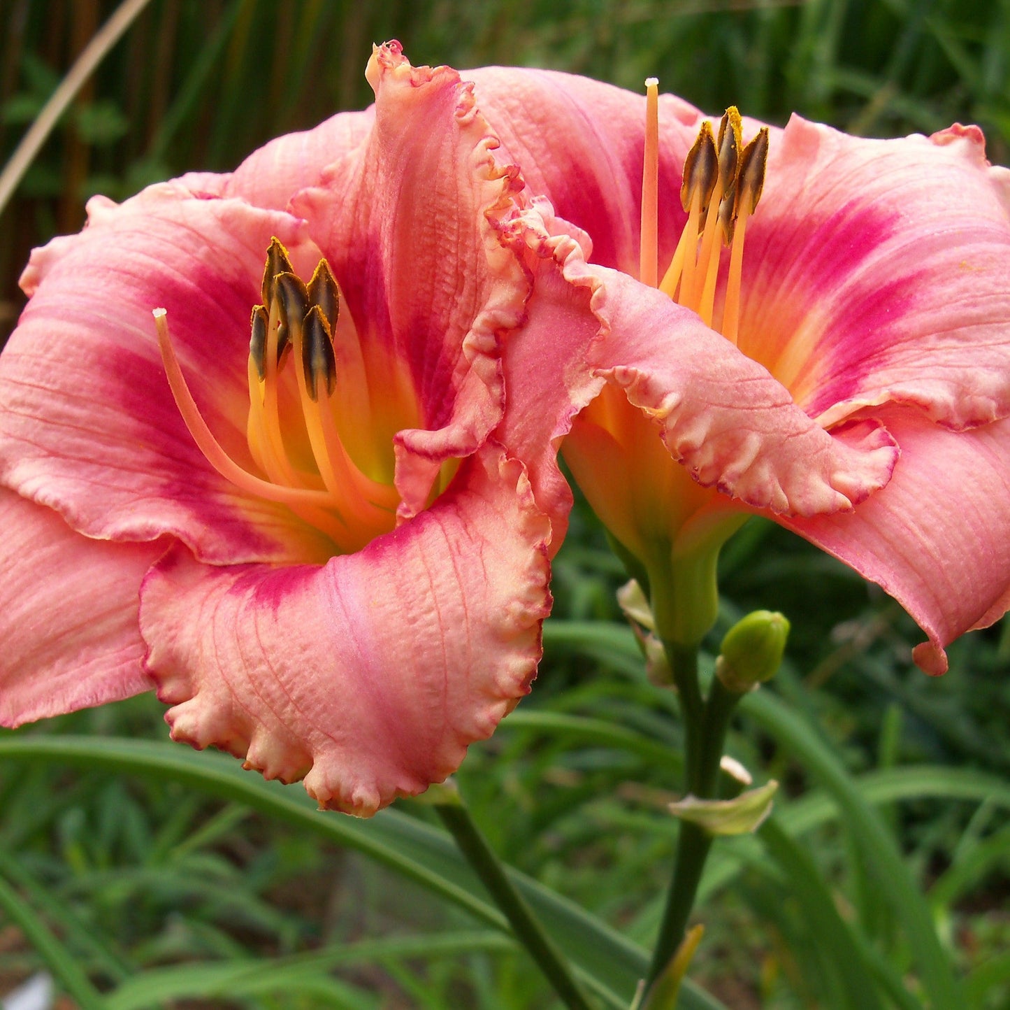 Hemerocallis  - Strawberry Candy Daylily