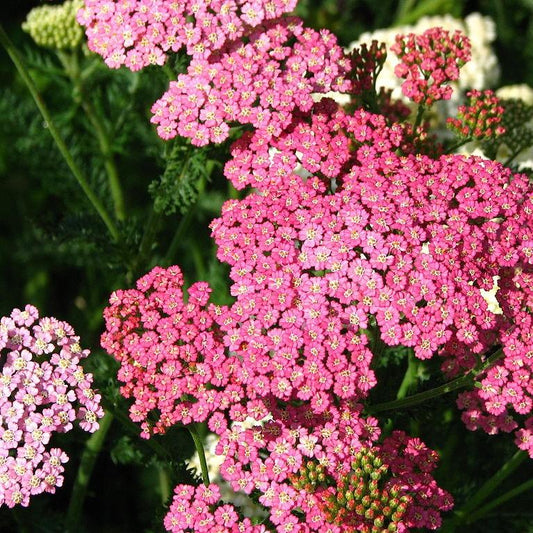 Achillea millefolium - Pink Grapefruit Yarrow